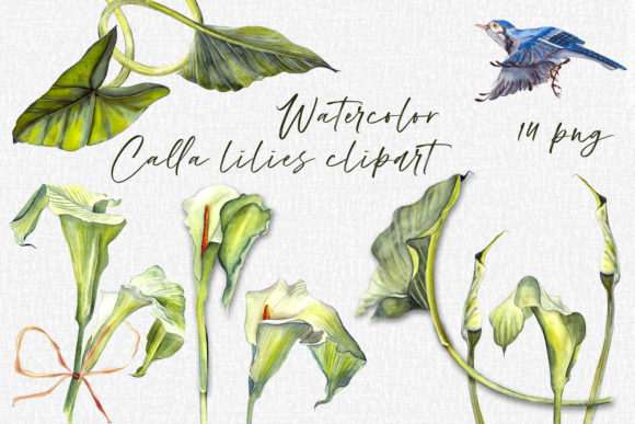 Evaluating Calla Lily Watercolor Floral Assets for Professional and Personal Design Projects